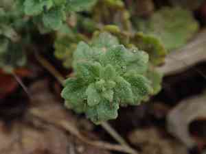 Gray field speedwell(Veronica polita)