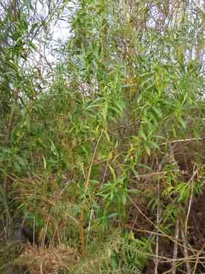 Koromiko(Veronica salicifolia)