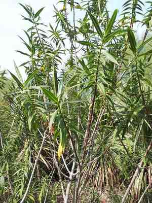 Koromiko(Veronica salicifolia)