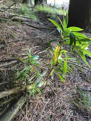 Koromiko(Veronica salicifolia)