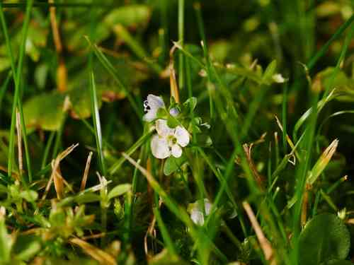 Thyme-leaved speedwell(Veronica serpyllifolia)