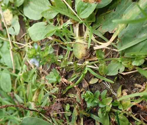 Thyme-leaved speedwell(Veronica serpyllifolia)