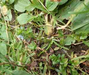 Thyme-leaved speedwell(Veronica serpyllifolia)