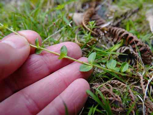 Thyme-leaved speedwell(Veronica serpyllifolia)