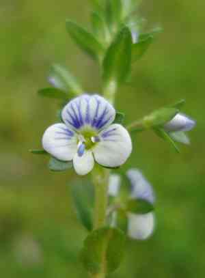 Thyme-leaved speedwell(Veronica serpyllifolia)