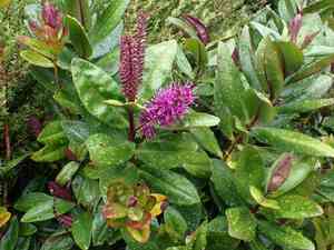 New Zealand hebe(Veronica speciosa)