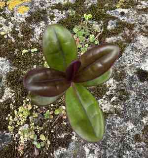 New Zealand hebe(Veronica speciosa)