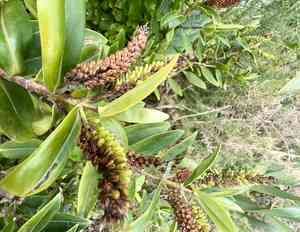 New Zealand hebe(Veronica speciosa)