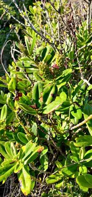 New Zealand hebe(Veronica speciosa)
