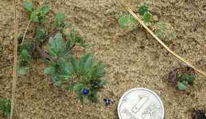 Finger speedwell(Veronica triphyllos)