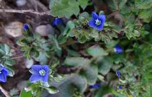 Finger speedwell(Veronica triphyllos)