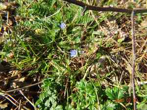 Finger speedwell(Veronica triphyllos)