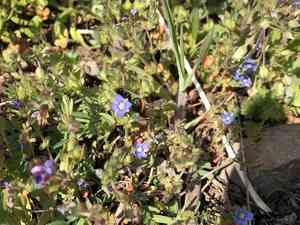 Finger speedwell(Veronica triphyllos)