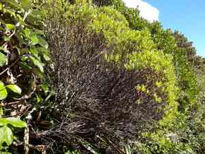 Veronica truncatula(Veronica truncatula)