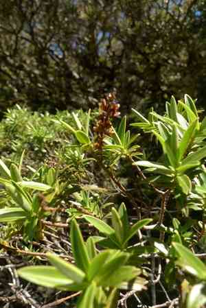 Veronica truncatula(Veronica truncatula)