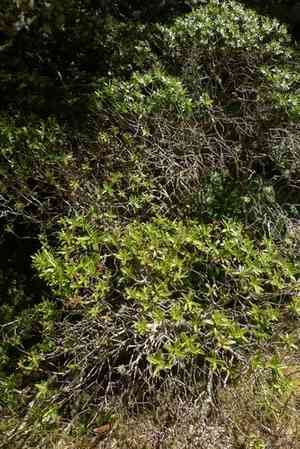 Veronica truncatula(Veronica truncatula)