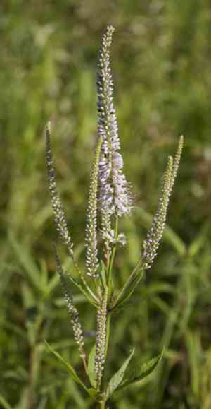 Culver's root(Veronicastrum virginicum)