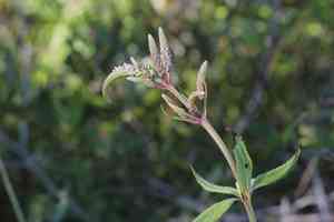 Culver's root(Veronicastrum virginicum)