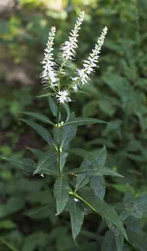 Culver's root(Veronicastrum virginicum)