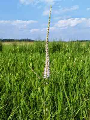 Culver's root(Veronicastrum virginicum)