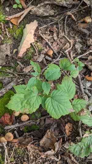 Mapleleaf viburnum(Viburnum acerifolium)