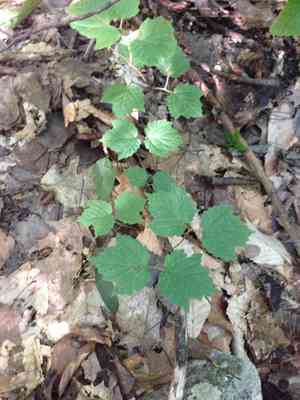 Mapleleaf viburnum(Viburnum acerifolium)