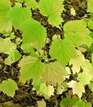 Mapleleaf viburnum(Viburnum acerifolium)