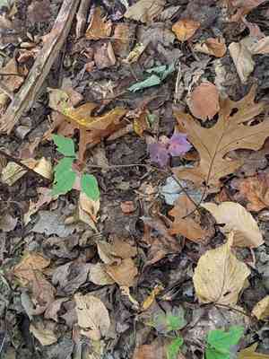 Mapleleaf viburnum(Viburnum acerifolium)