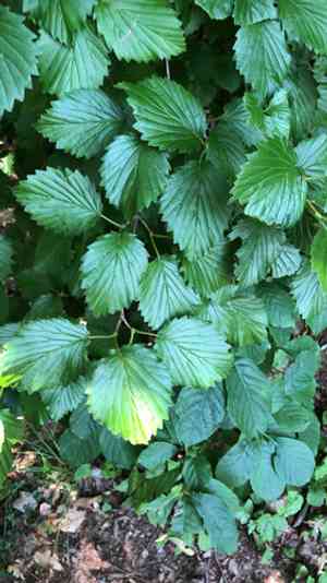 Arrowwood viburnum(Viburnum dentatum)