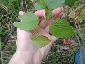 Arrowwood viburnum(Viburnum dentatum)