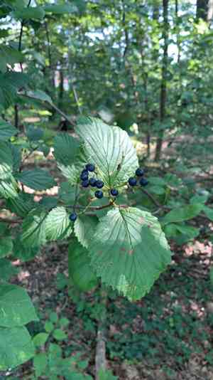 Arrowwood viburnum(Viburnum dentatum)