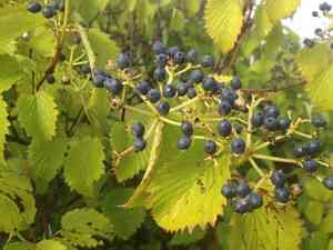 Arrowwood viburnum(Viburnum dentatum)