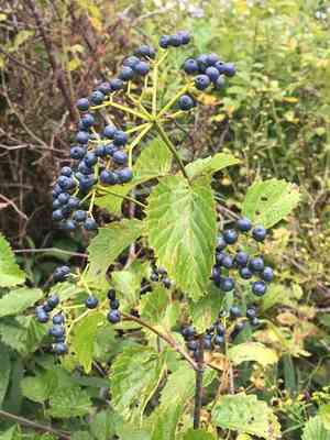 Arrowwood viburnum(Viburnum dentatum)