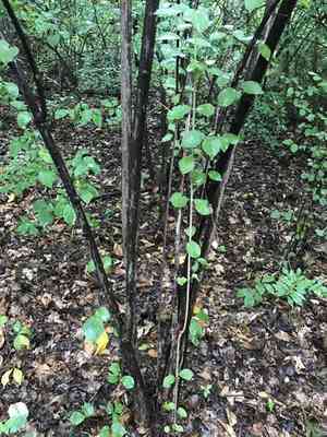 Linden Arrowwood(Viburnum dilatatum)