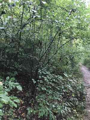 Linden Arrowwood(Viburnum dilatatum)