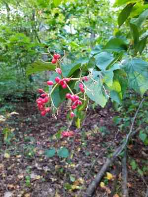 Linden Arrowwood(Viburnum dilatatum)