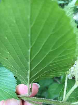 Linden Arrowwood(Viburnum dilatatum)