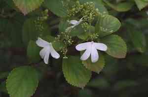 Viburnum hanceanum(Viburnum hanceanum)