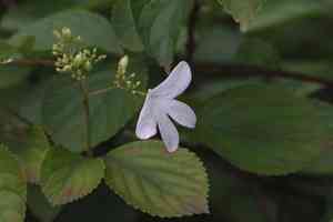 Viburnum hanceanum(Viburnum hanceanum)