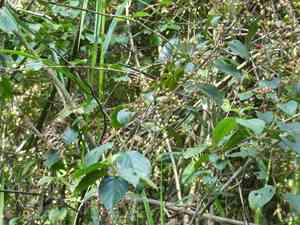 Viburnum hanceanum(Viburnum hanceanum)