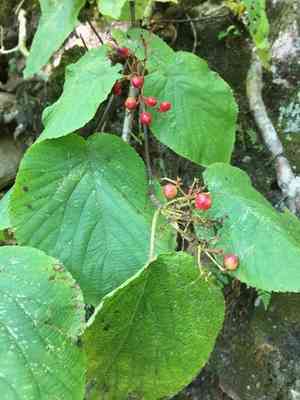 Hobble-Bush(Viburnum lantanoides)