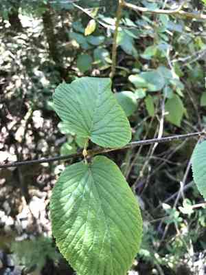 Hobble-Bush(Viburnum lantanoides)