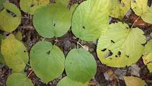 Hobble-Bush(Viburnum lantanoides)