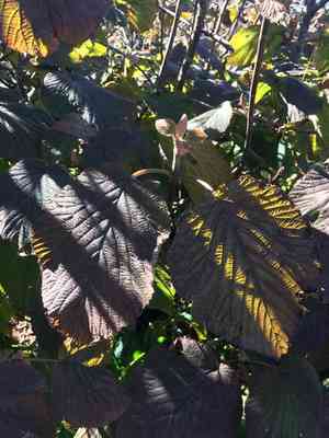 Hobble-Bush(Viburnum lantanoides)