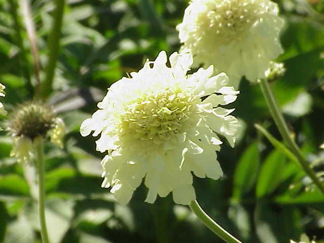 Hobble-Bush