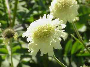 Hobble-Bush(Viburnum lantanoides)