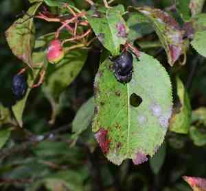Nannyberry(Viburnum lentago)