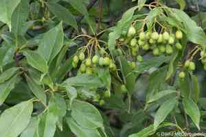 Nannyberry(Viburnum lentago)