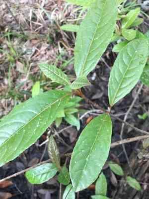 Smooth witherod(Viburnum nudum)