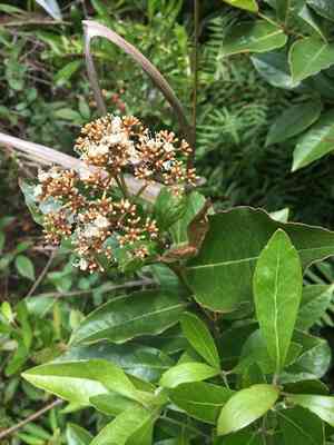 Smooth witherod(Viburnum nudum)